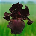 Iris x germanica 'Black Knight'