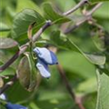 Lonicera caerulea var. kamtschatica 'Eisbär'®