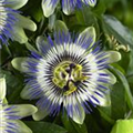 Passiflora 'Purple Haze'