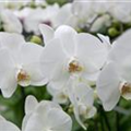 Phalaenopsis 'Ikaria'