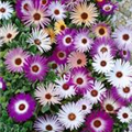 Mesembryanthemum crystallinum