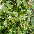 Hydrangea petiolaris 'Miranda'®