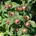 Mespilus germanica 'Holländische Großfrüchtige'