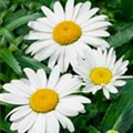 Leucanthemum x superbum 'Mayfield Riesen'