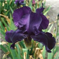 Iris x germanica 'Night Owl'