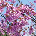 Paulownia tomentosa