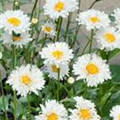 Leucanthemum x superbum 'Snehurka'