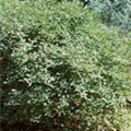 Lonicera caerulea var. kamtschatica 'Maitop'®