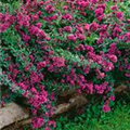 Origanum laevigatum 'Herrenhausen'