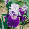 Iris x germanica 'Snow Mound'