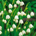 Leucojum aestivum 'Summer Twinkle'