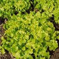 Lactuca sativa var. acephala 'Salad Bowl'