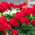 Pelargonium zonale 'Caliente'