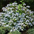 Hydrangea serrata 'Acuminata'