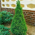 Picea glauca 'Conica'