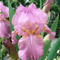 Iris x germanica, rosa