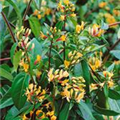 Lonicera henryi 'Copper Beauty'