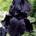 Iris x germanica, schwarz