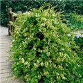 Lonicera japonica 'Hall´s Prolific'