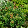 Leucothoe axillaris 'Little Flame'(s)