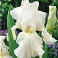 Iris x germanica, weiß