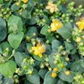 Hypericum calycinum 'Annabelle'