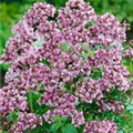 Origanum vulgare 'Roseum'