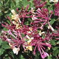 Lonicera periclymenum 'Belgica Select'