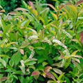 Itea virginica 'Little Henry'®