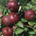 Malus domestica 'McIntosh'