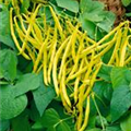 Phaseolus vulgaris var. nanus 'Golden Teepee'