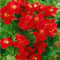 Mimulus x hybrida 'Bonfire Red'