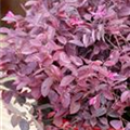 Loropetalum chinense 'Fire Dance'