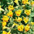 Mimulus x hybrida 'Major Bees'