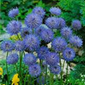 Jasione laevis 'Blaulicht'