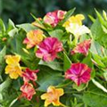 Mirabilis jalapa 'Marbles'