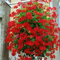 Pelargonium peltatum 'Euphorbia'