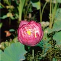 Nelumbo nucifera