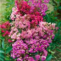 Lagerstroemia indica 'Indian Summer Stars'®