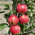 Malus domestica 'Red Elstar'(s)