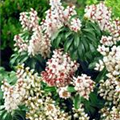 Pieris japonica 'Bonfire'