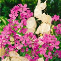 Lunaria annua