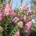 Lagerstroemia indica 'La Fayette'