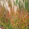 Miscanthus sinensis 'Samurai'