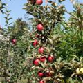 Malus domestica 'Redcats'®