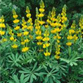 Lupinus luteus