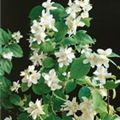 Philadelphus 'Dame Blanche'