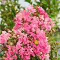 Lagerstroemia, rosa