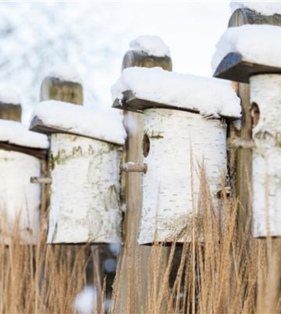 Liebe für alle: zum Valentinstag ein Vogelhaus bauen!