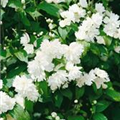 Philadelphus 'Schneesturm'